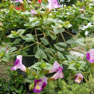 Torenia Fournieri wallpaper