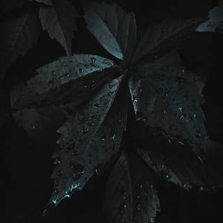 Best iPhone black wallpaper