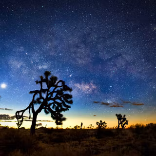 Yoshua Trees NP, California wallpaper