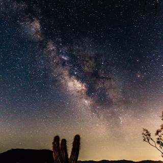 Yoshua Trees NP, California wallpaper
