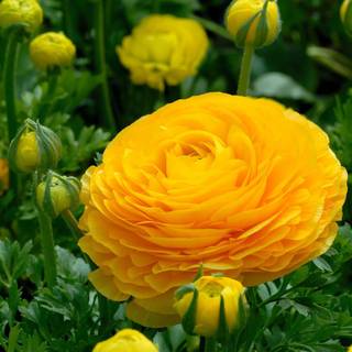 Bright summer colors wallpaper