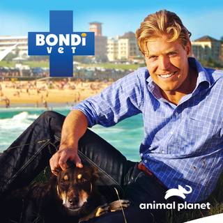 Bondi Vet wallpaper