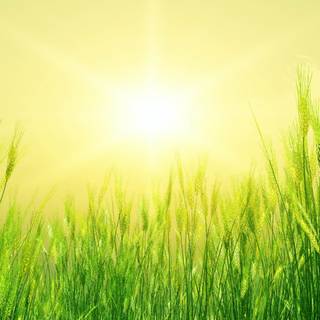 Summer time colors wallpaper