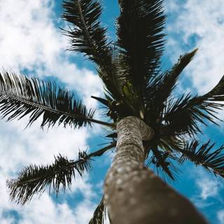 Summer vibes phone wallpaper