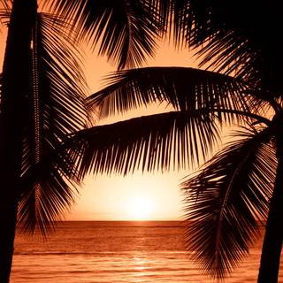 Sunset with palms wallpaper