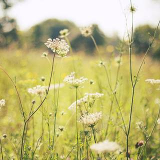Grass summer flowers wallpaper
