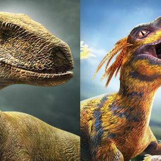 Pyroraptor wallpaper