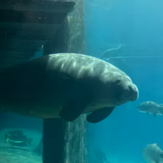 Sea cow wallpaper