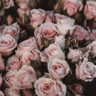 Pretty rose wallpaper