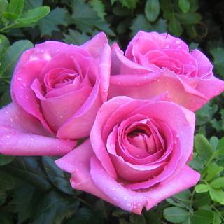 Pretty rose wallpaper