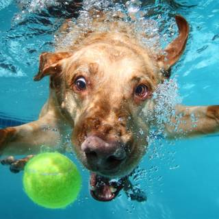 Animal summer wallpaper