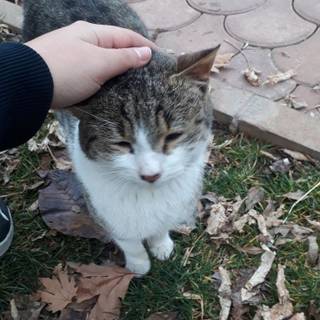 Cats summer aesthetic wallpaper