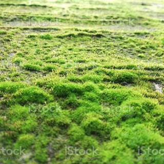 Chlorophyta wallpaper