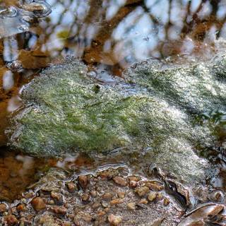 Chlorophyta wallpaper