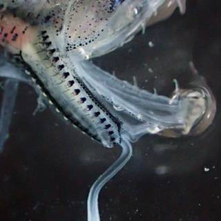 Phronima wallpaper