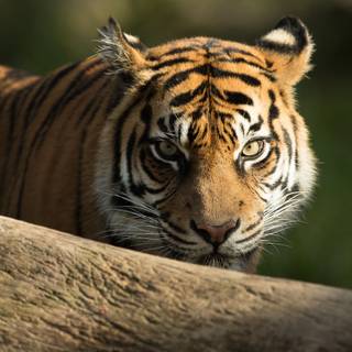 Endangered species wallpaper