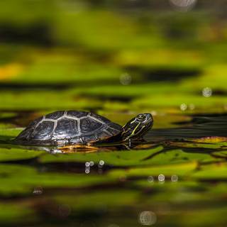 Green turtle wallpaper