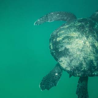 Green turtle wallpaper
