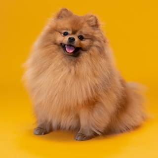 Baby Pomeranian wallpaper