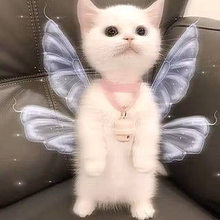 Fairy cat wallpaper