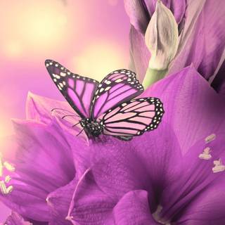 Cartoon butterfly wallpaper