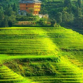 Sri Lanka phone wallpaper