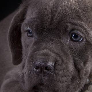 Cane Corso phone wallpaper