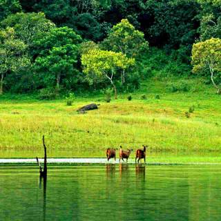 Thekkady wallpaper