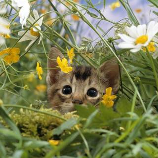 Dogs and cats spring wallpaper