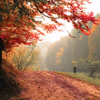 Forest fall wallpaper