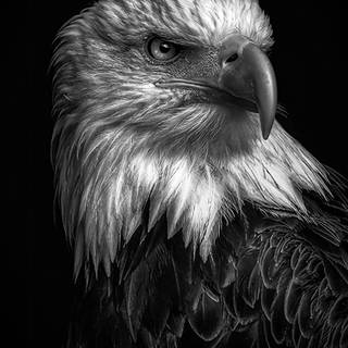 Eagle head wallpaper