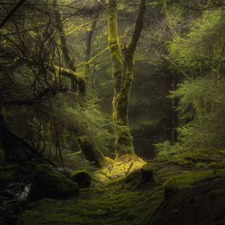 Pixel forest wallpaper