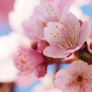 Blooming Cherry Blossoms wallpaper