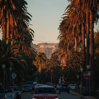 Summer Los Angeles wallpaper