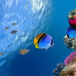 Fish underwater wallpaper
