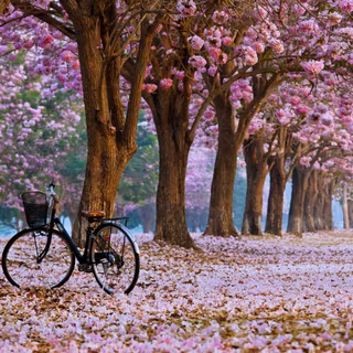 Vintage bicycle wallpaper