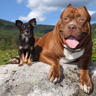 Hulk Pitbull wallpaper