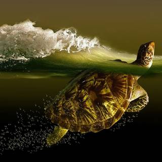 Turtle art wallpaper