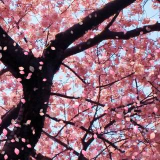 Cheryl Blossom PC wallpaper