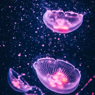 Moon jellyfish wallpaper