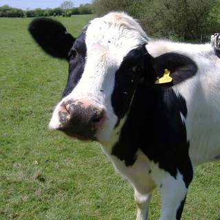 Cute farm animals wallpaper