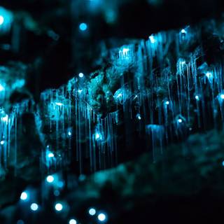 Glowworm wallpaper