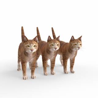 Cat family wallpaper