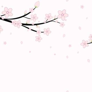 White Sakura wallpaper