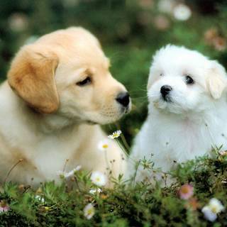 Really cute dogs wallpaper