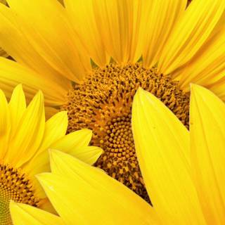 iPhone 12 yellow wallpaper