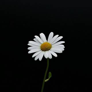 Daisy flowers wallpaper