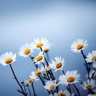 Daisy flowers wallpaper