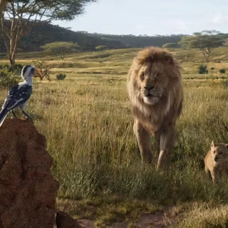 Mufasa The Lion king Disney wallpaper