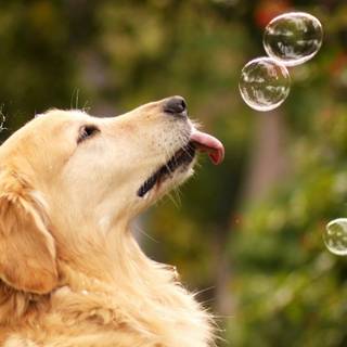 Cute dog aesthetic wallpaper